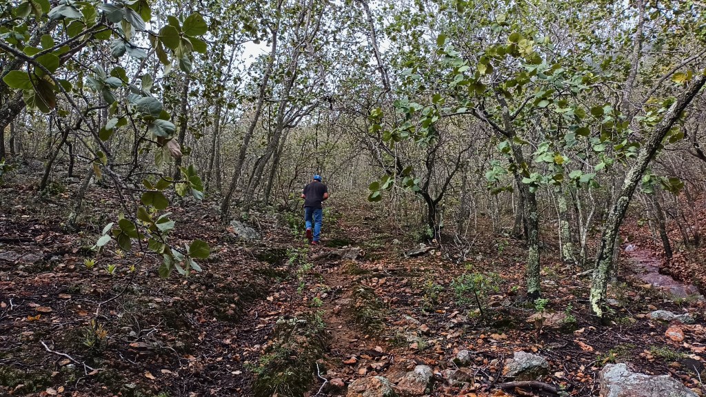 El tigre de Santa&nbsp;Rosa